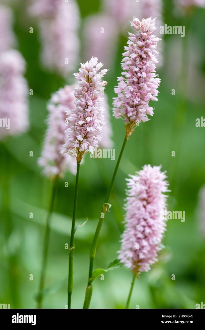 Persicaria bistorta Superba, bistorort commun, herbacé vivace, épis de fleurs gris-rose Banque D'Images