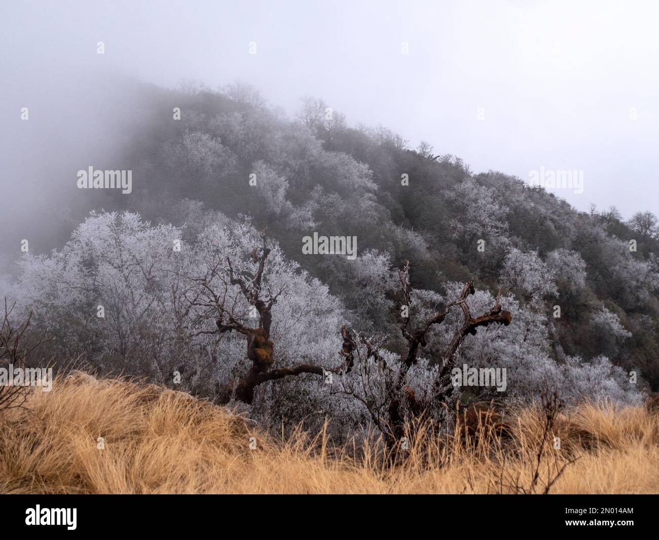 Randonnée Mardi Himal. Forêt de Rhododendron en janvier, feuilles congelées le matin de la brumeuse et herbes séchées. Banque D'Images