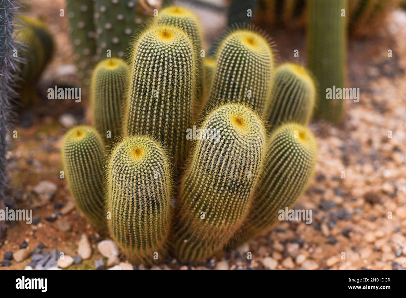 Echinocactus grusonii ou Golden Barrel Cactus sans fleurs gros plan Banque D'Images
