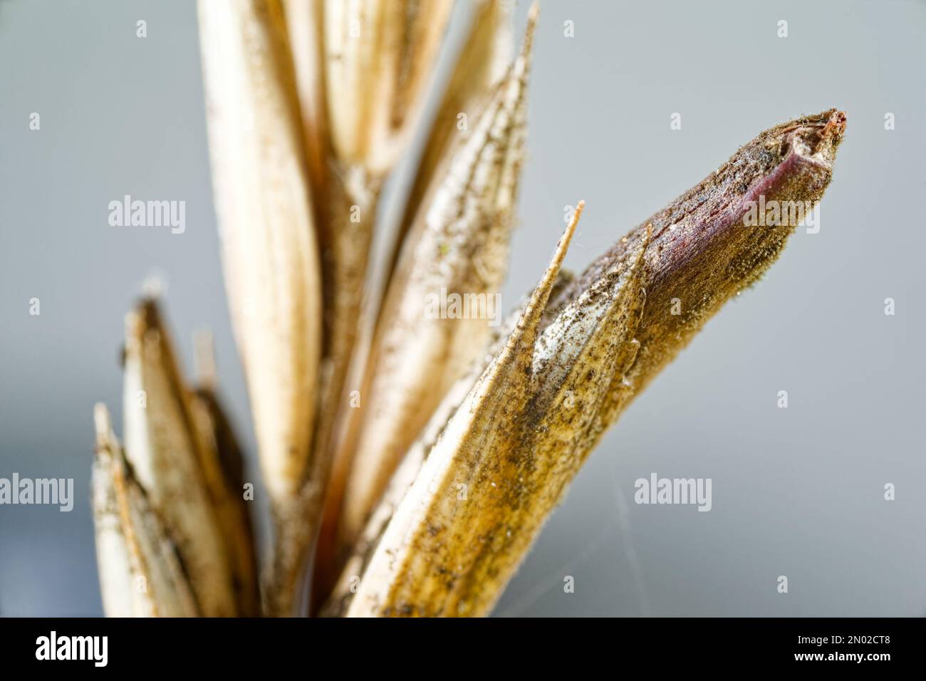 Champignon de l'ergot de seigle (Claviceps purpurea) poussant sur l'herbe sauvage Banque D'Images