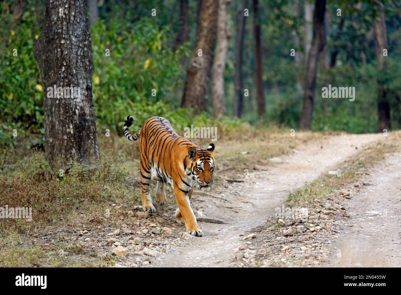 Tigre du Bengale (Panthera tigris tigris) sortant de la forêt. Parc national de Kanha, Inde Banque D'Images