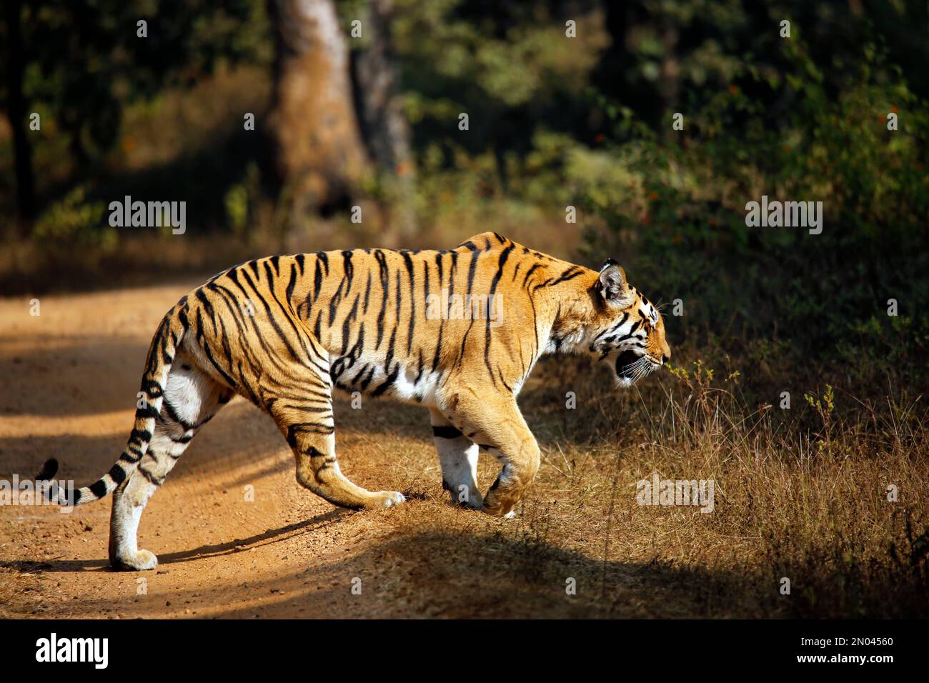 Tigre du Bengale (Panthera tigris tigris) Marche à pied. Parc national de Pench, Inde Banque D'Images