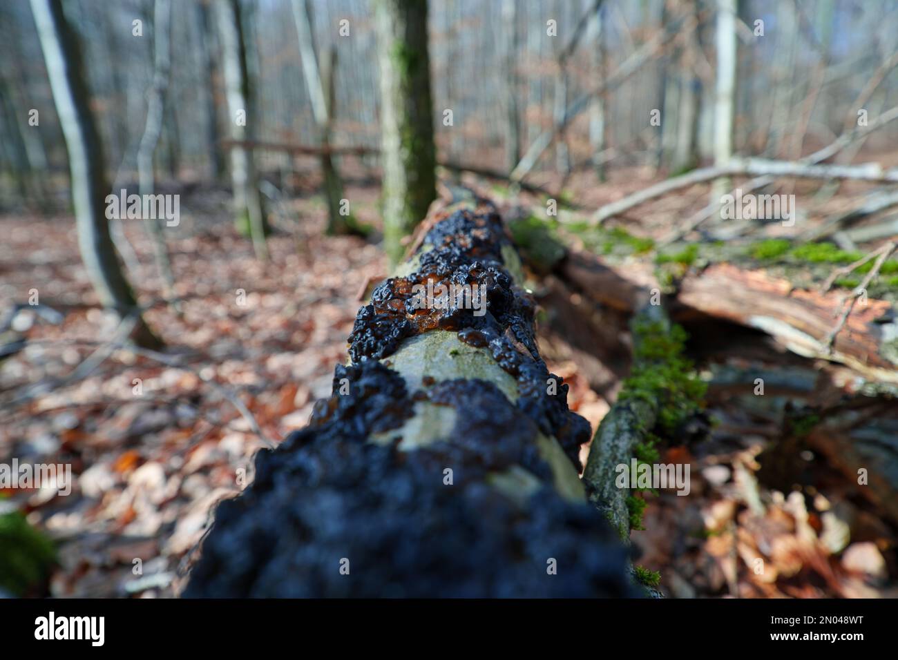 Champignon non comestible Exidia nigricans sur le bois de mousse. Connu sous le nom de beurre de Warlocks. Champignon noir sauvage dans la forêt. Banque D'Images