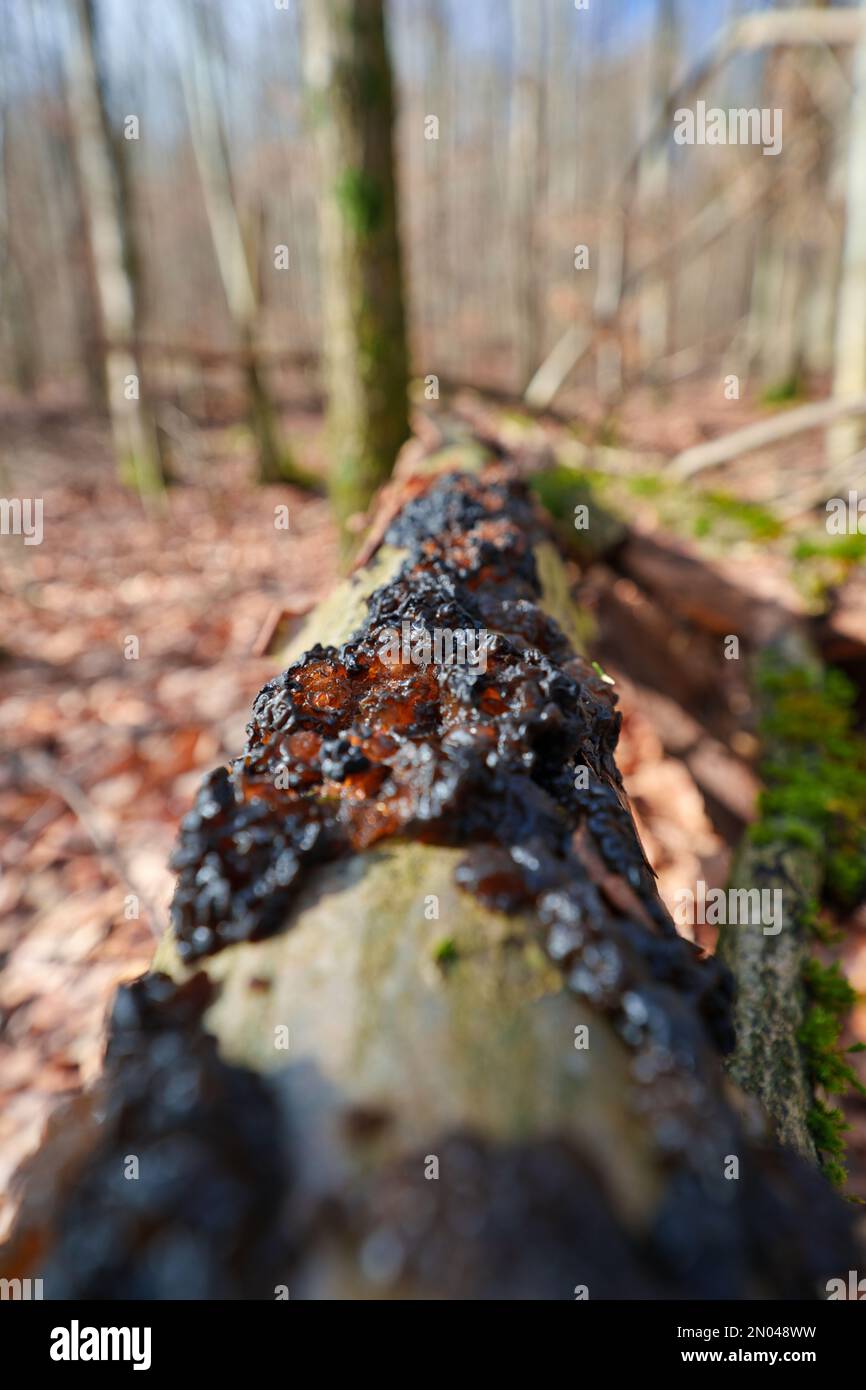 Champignon non comestible Exidia nigricans sur le bois de mousse. Connu sous le nom de beurre de Warlocks. Champignon noir sauvage dans la forêt. Banque D'Images