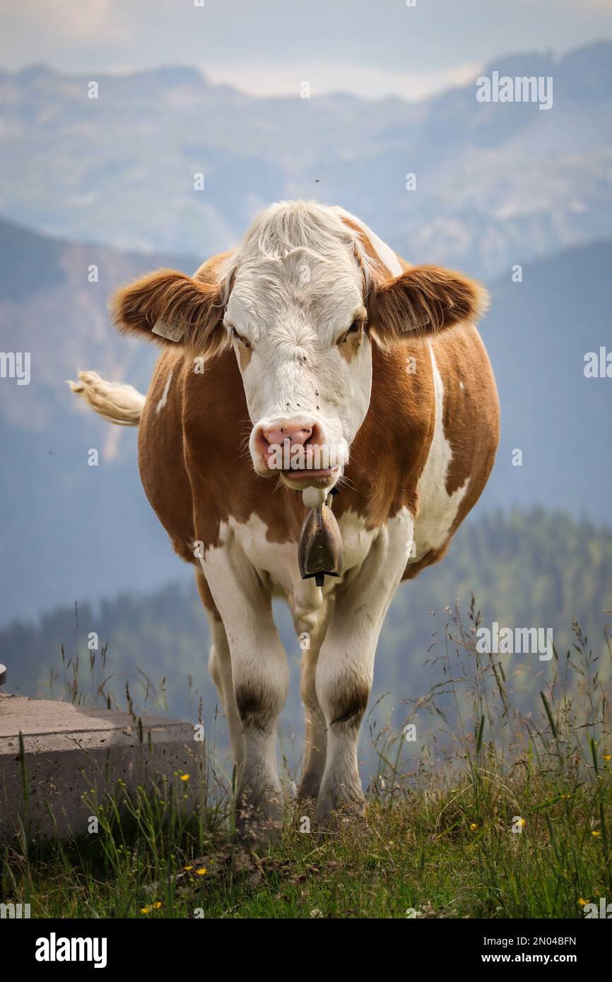 Gros plan Portrait de Fleckvieh Cow en Autriche. Bétail domestique vertical avec montagnes arrière-plan en Europe. Banque D'Images