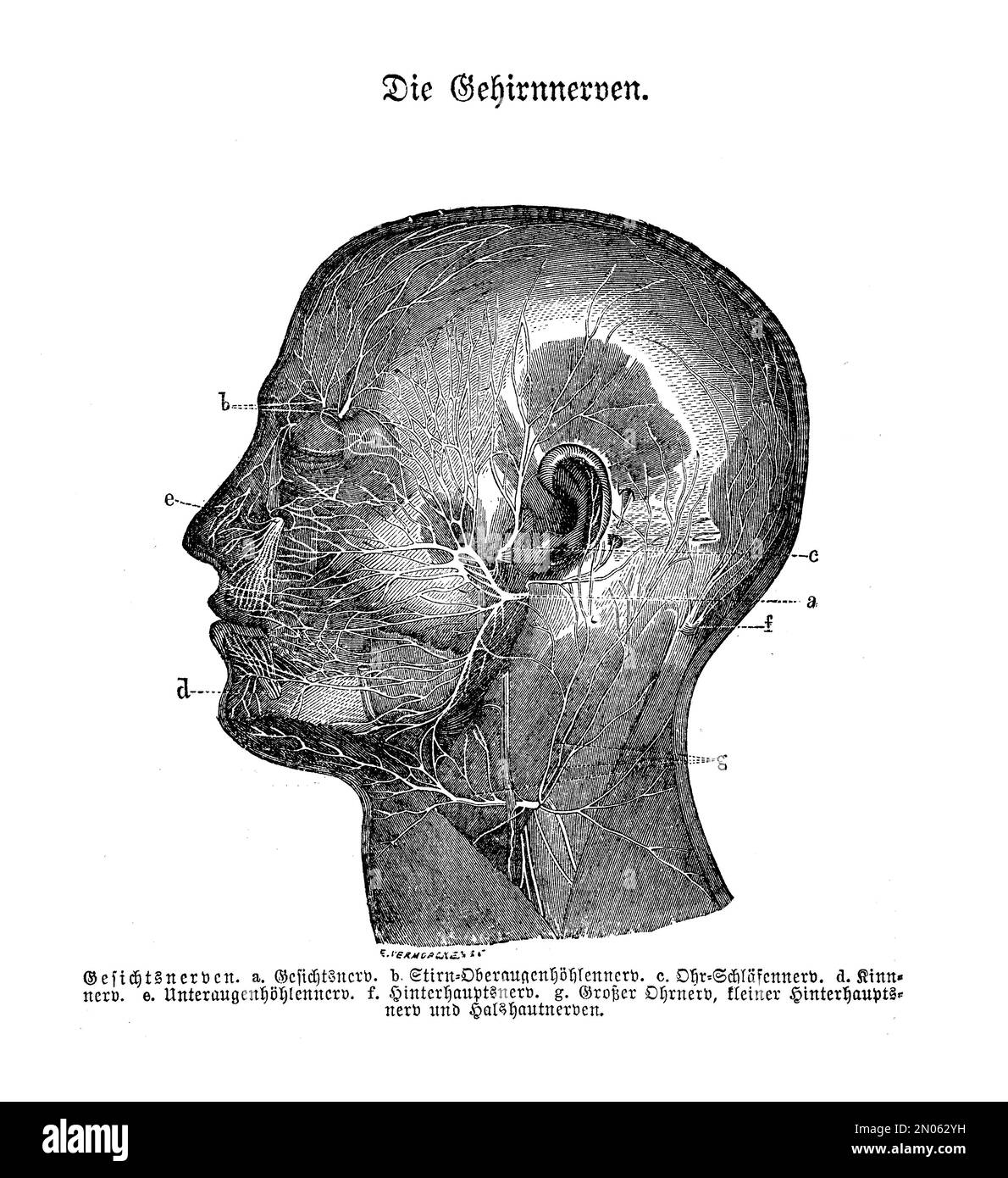 Illustration ancienne de l'anatomie, section transversale de la tête et du cou humains avec des signes de nerfs superficiels, descriptions anatomiques en allemand Banque D'Images
