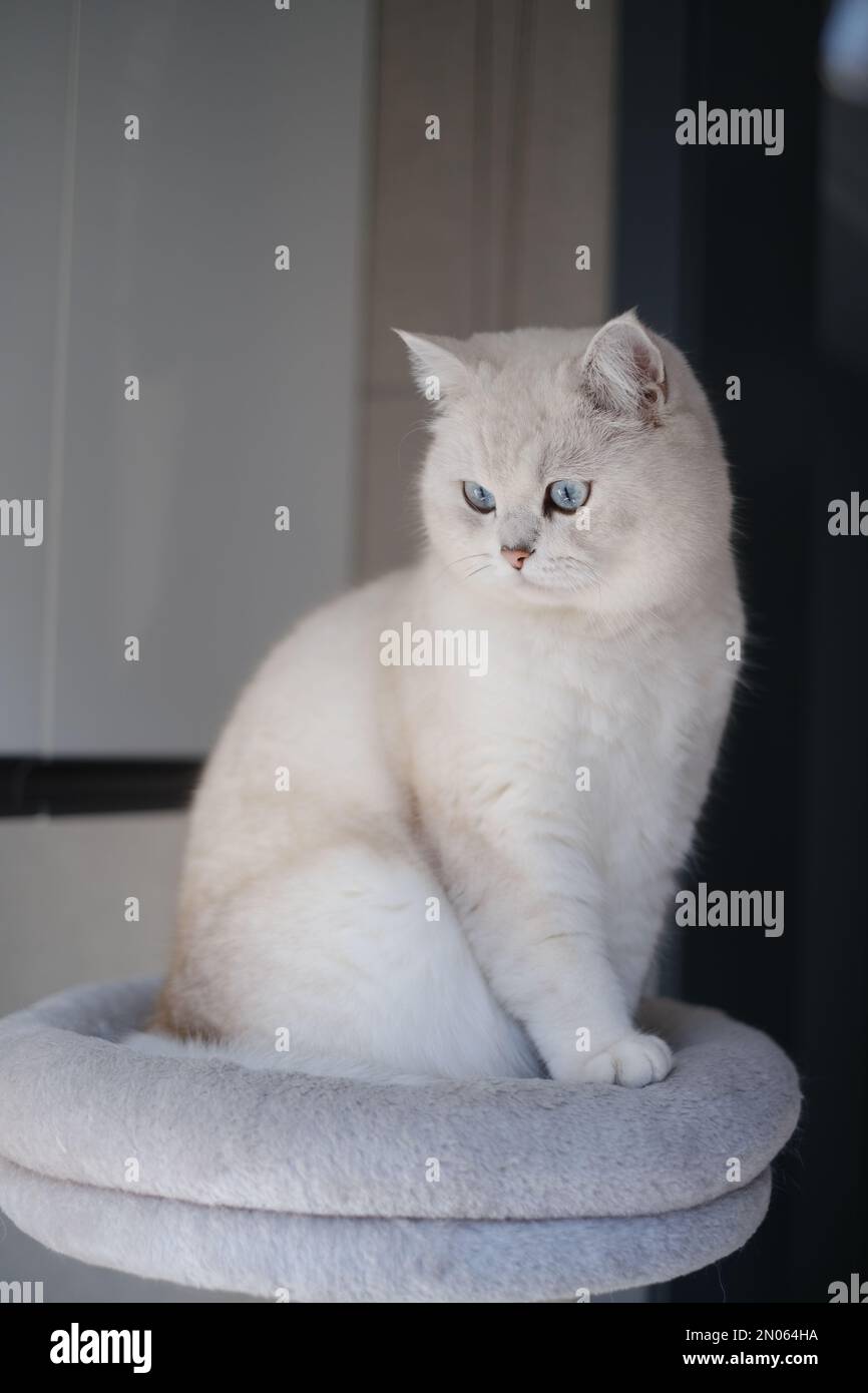 Un petit chat britannique blanc à cheveux courts qui se tourne autour de potrait Banque D'Images