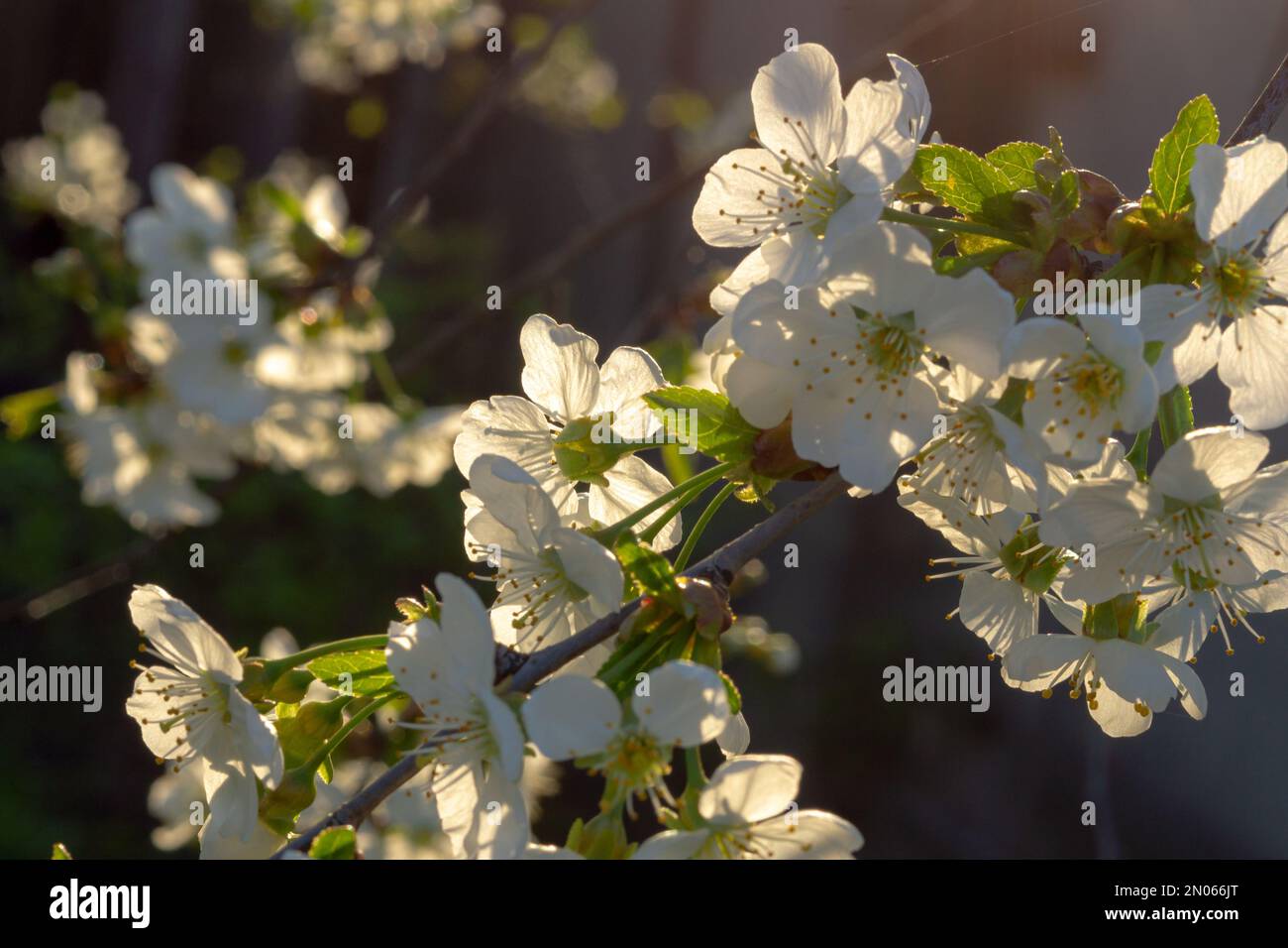 Fines branches de cerisiers en fleurs au printemps. Banque D'Images