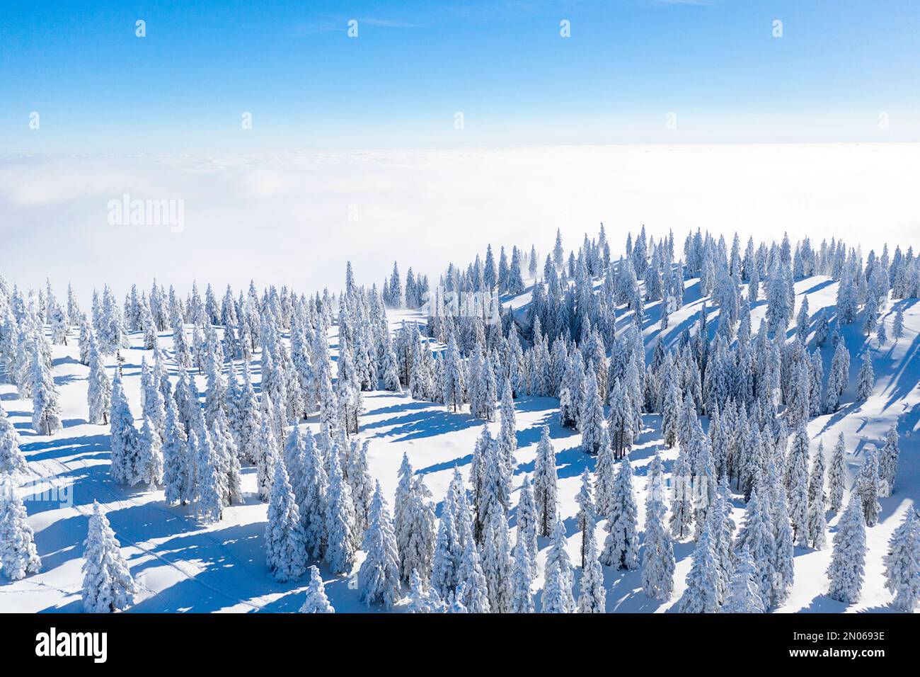 Paysage hivernal de conte de fées avec des épinettes couvertes de neige immédiatement après une chute de neige fraîche sur le plateau de haute montagne Velika planina, Slovénie Banque D'Images