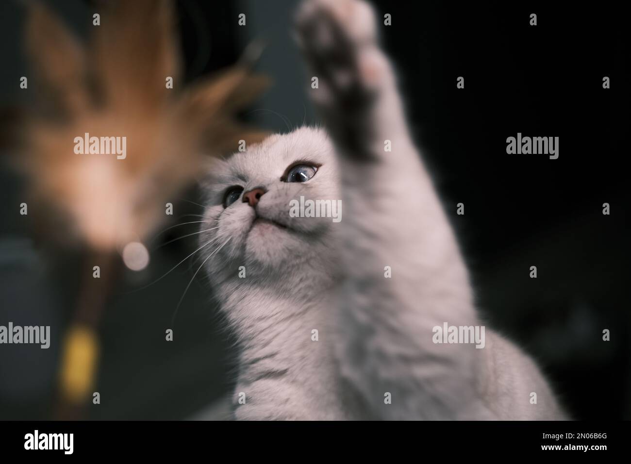 Un chat britannique blanc à cheveux courts jouant autour de la marque de montée et teaser Banque D'Images