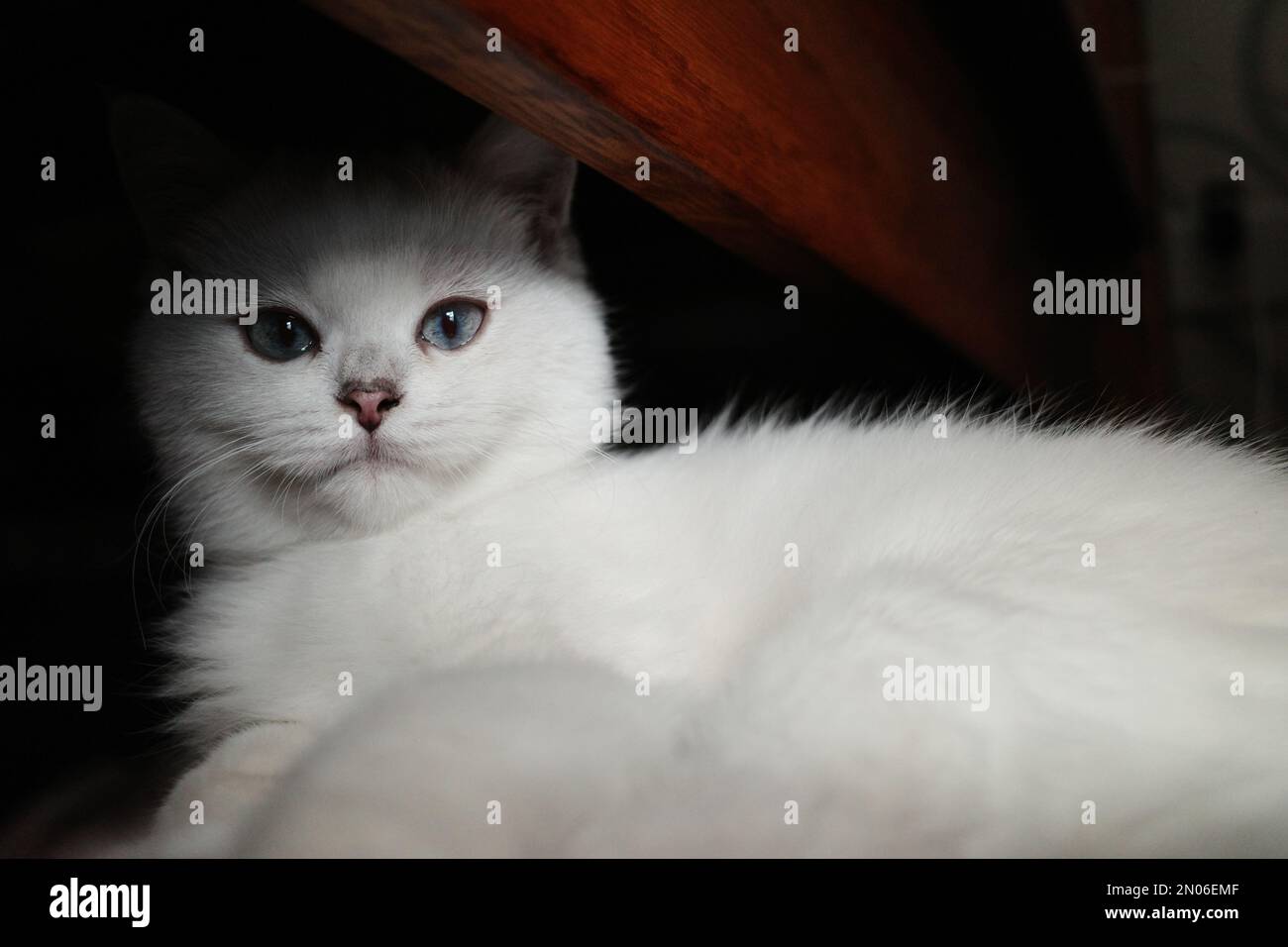 Un petit chat britannique blanc à cheveux courts qui se tourne autour de potrait Banque D'Images
