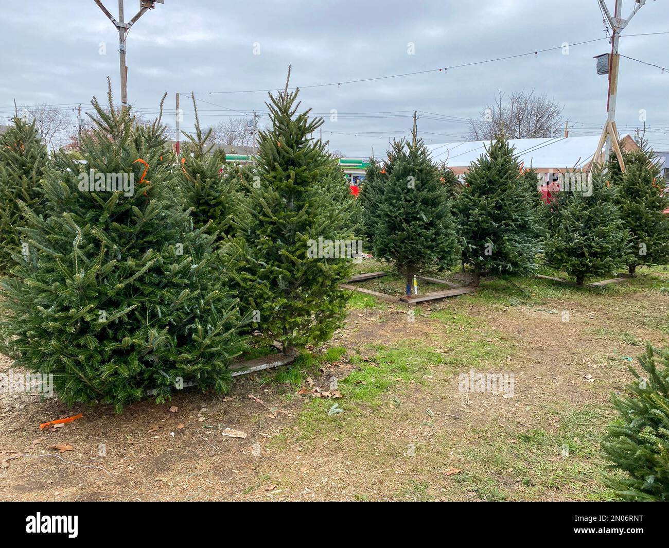 De nombreux arbres de Noël ont été mis en avant pour aider les clients à prendre une décision. Banque D'Images