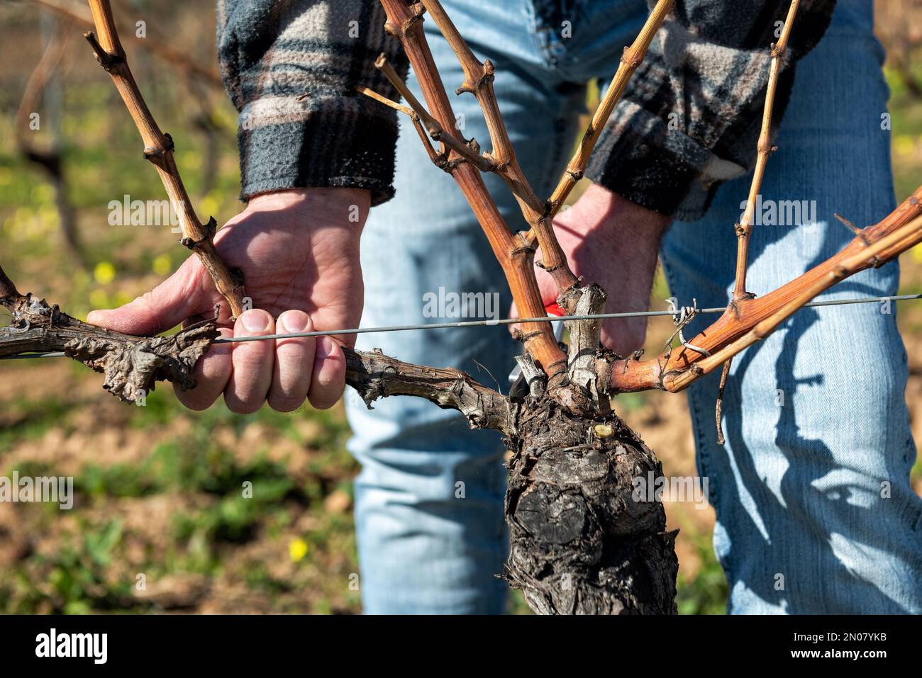 Viticulteur élagage du vignoble avec des ciseaux en acier professionnels. Agriculture traditionnelle. Élagage d'hiver, méthode Guyot. Banque D'Images