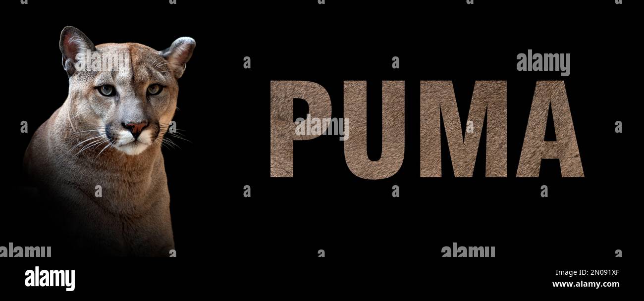 Portrait de puma avec un nom sur fond noir. Le texte est de sa fourrure  Photo Stock - Alamy