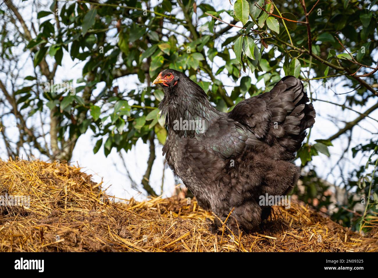 Poule noire à la recherche de nourriture. Brahma race poule. Gros plan sur le concept de liberté de la plage libre de Hen.Freedom Banque D'Images