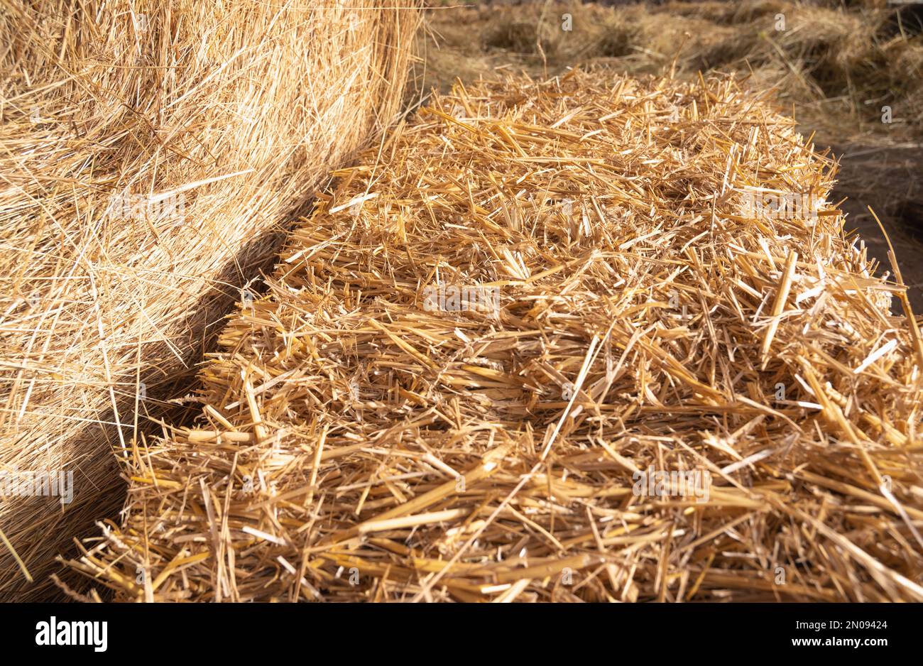 Paille sèche collectée pour l'alimentation animale.balle de foin.pile de foin sur la ferme.Une journée dans la grange.pile de foin dans les balles sèches.place pour mettre du texte Banque D'Images