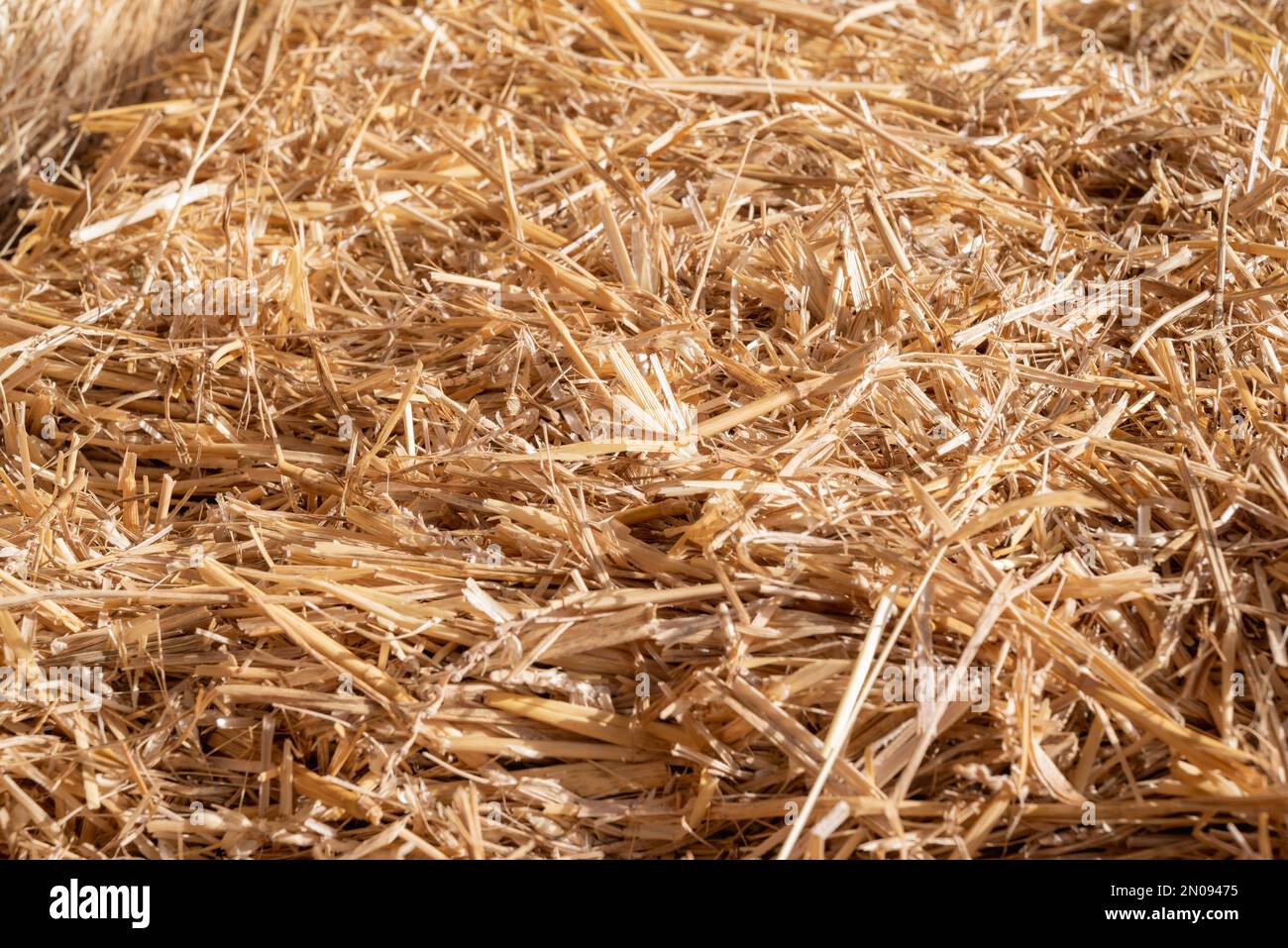 Paille sèche collectée pour l'alimentation animale.balle de foin.pile de foin sur la ferme.Une journée dans la grange.pile de foin dans les balles sèches.place pour mettre du texte Banque D'Images