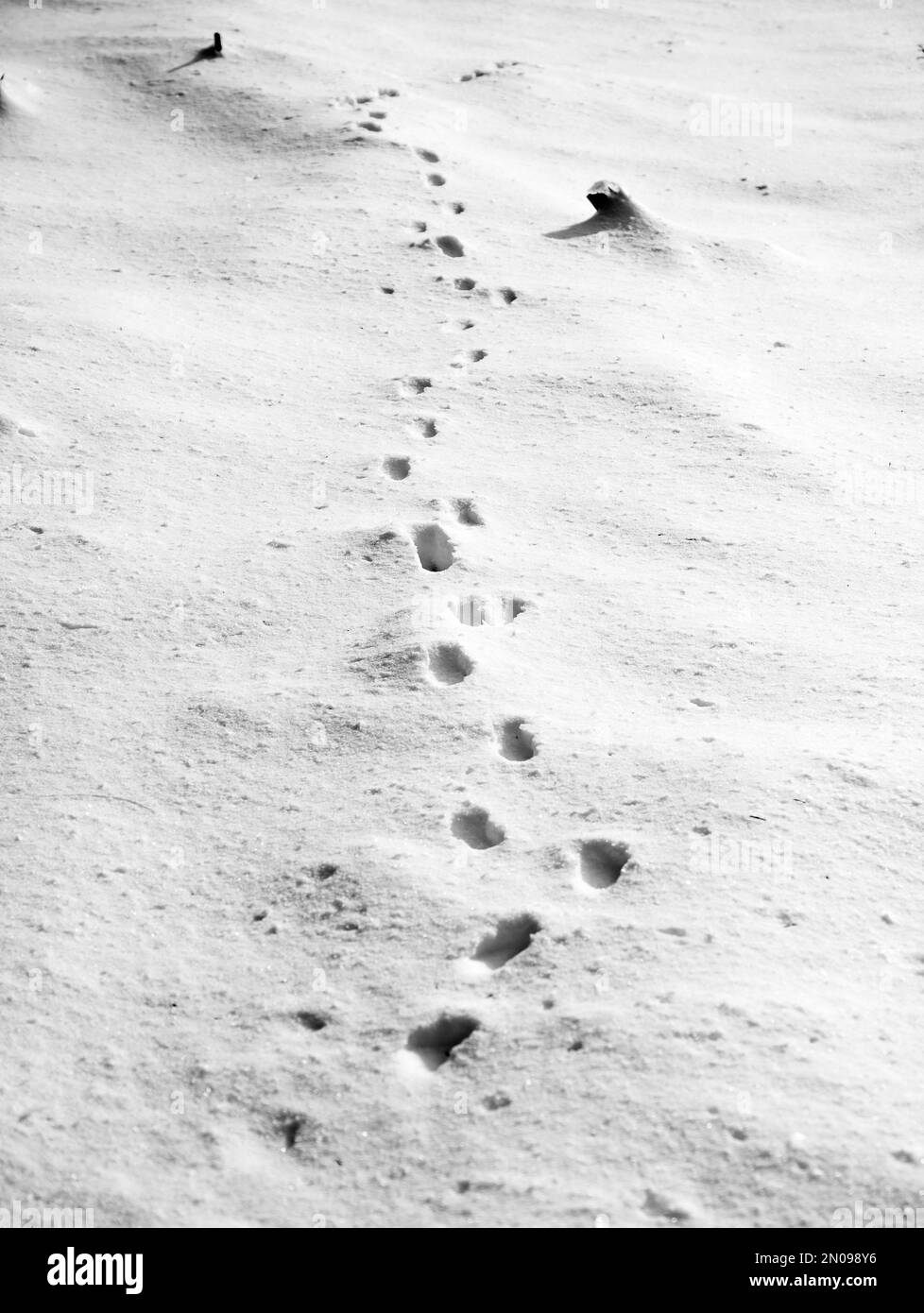 Traces de pas dans la neige.empreintes d'animaux dans la neige.sentier d'hiver et concept de traque.tracé de la ligne dans la glace.marquage des animaux sauvages dans la nature Banque D'Images