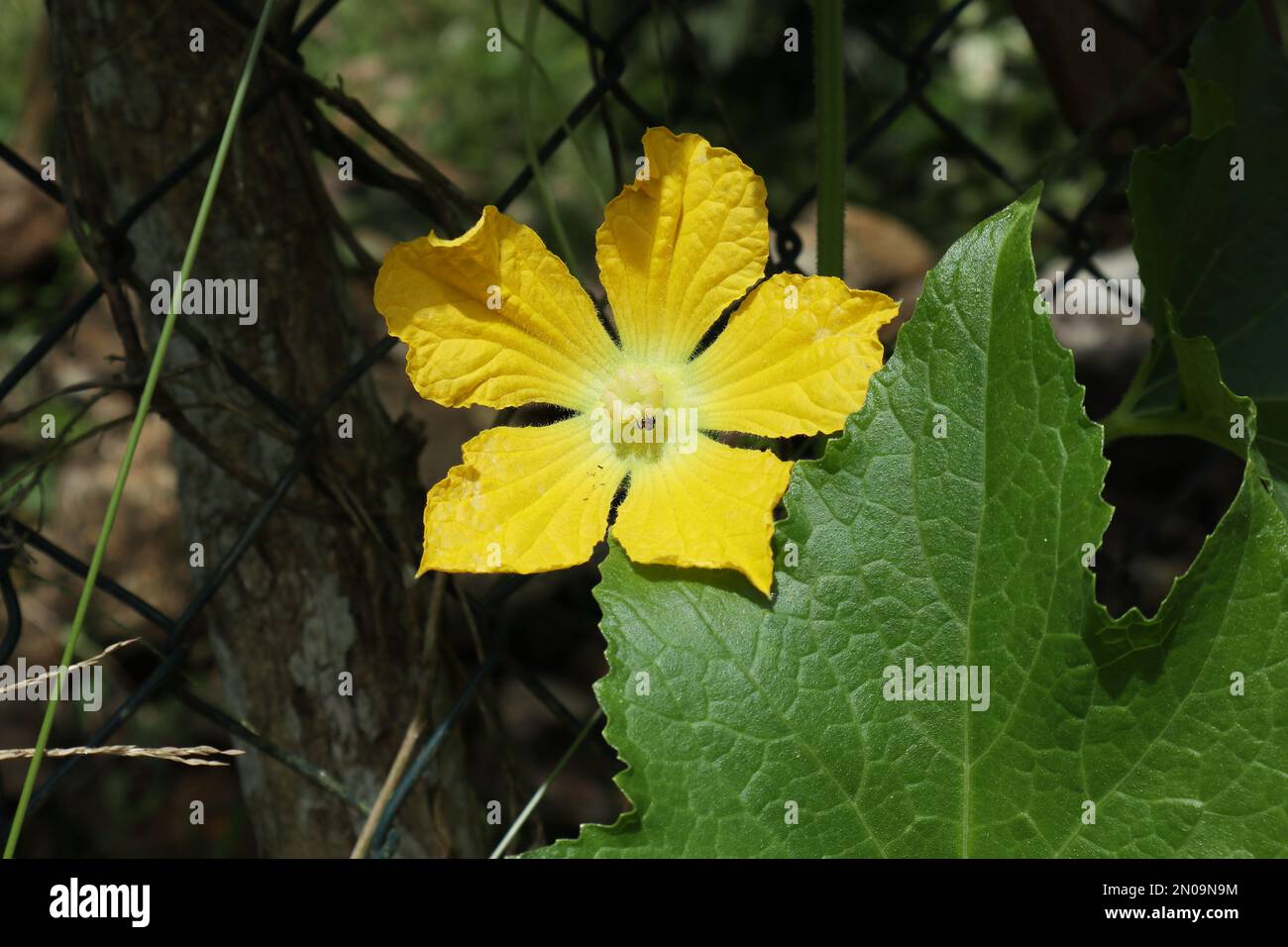 Une grande fleur de citrouille de couleur jaune (Cucurbita moschata) avec une minuscule abeille moins piquant pollinisant la fleur Banque D'Images