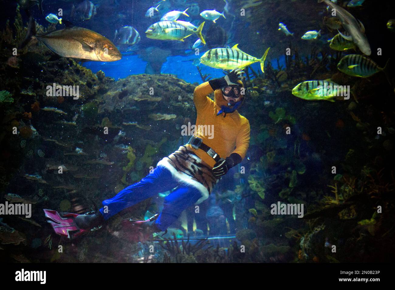 A diver dressed as the Monkey King from the classic Chinese literary tale "Journey to the West" waves as he dives in a tank at the Beijing Aquarium in Beijing, Wednesday, Feb. 10, 2016. Millions of Chinese are celebrating the Lunar New Year, which marks the Year of the Monkey on the Chinese zodiac. (AP Photo/Mark Schiefelbein) Banque D'Images