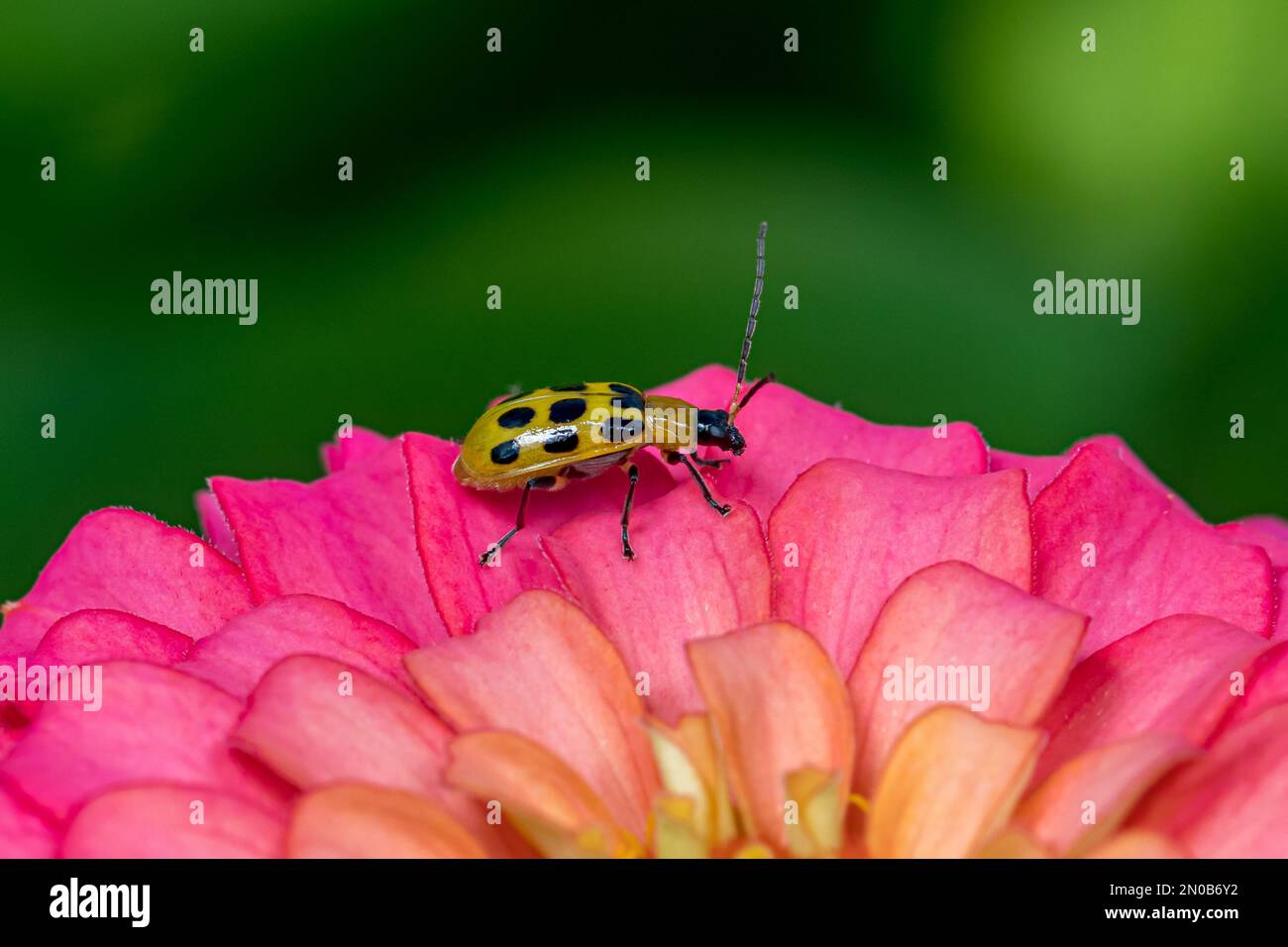 Gros plan sur le coléoptère du concombre tacheté ou le coléoptère de la chrysomèle des racines du Sud. Concept de la conservation des insectes et de la faune, de la préservation de l'habitat et de la fleur d'arrière-cour Banque D'Images