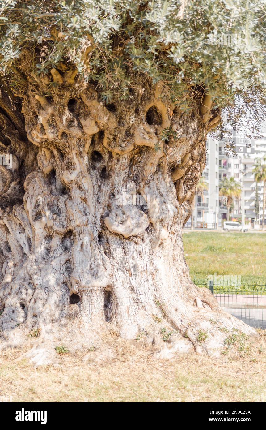 Vieux Olive Tree à Mersin (Mezitli), Turquie Banque D'Images