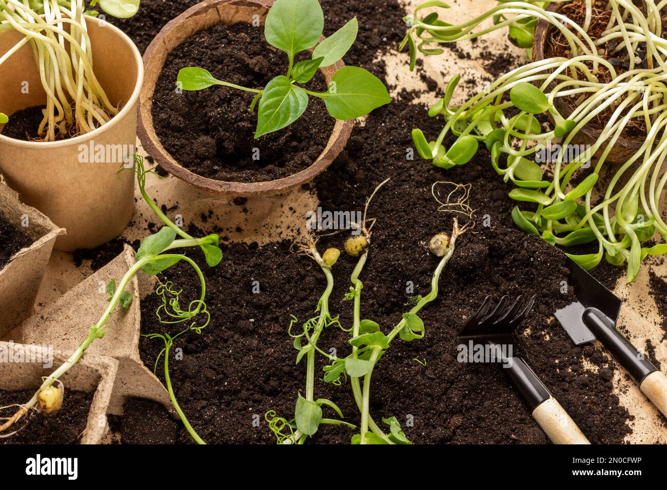 Outils pour le sol et le jardin. Pots avec des semis. Gros plan. Pose à plat Banque D'Images