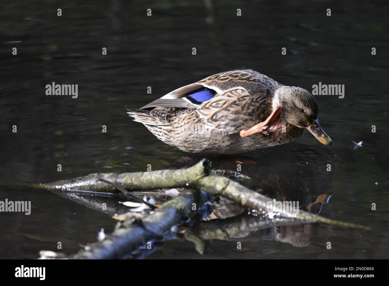 Femelle Canard colvert (Anas platyrhynchos) debout dans le profil droit sur une Log dans l'eau peu profonde rayant dos de la tête avec le pied, en automne au Royaume-Uni Banque D'Images