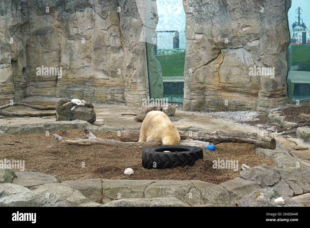 Bremerhaven, Allemagne - 21 octobre 2018: Grand ours blanc polaire jouant avec grand pneu dans le zoo. Banque D'Images