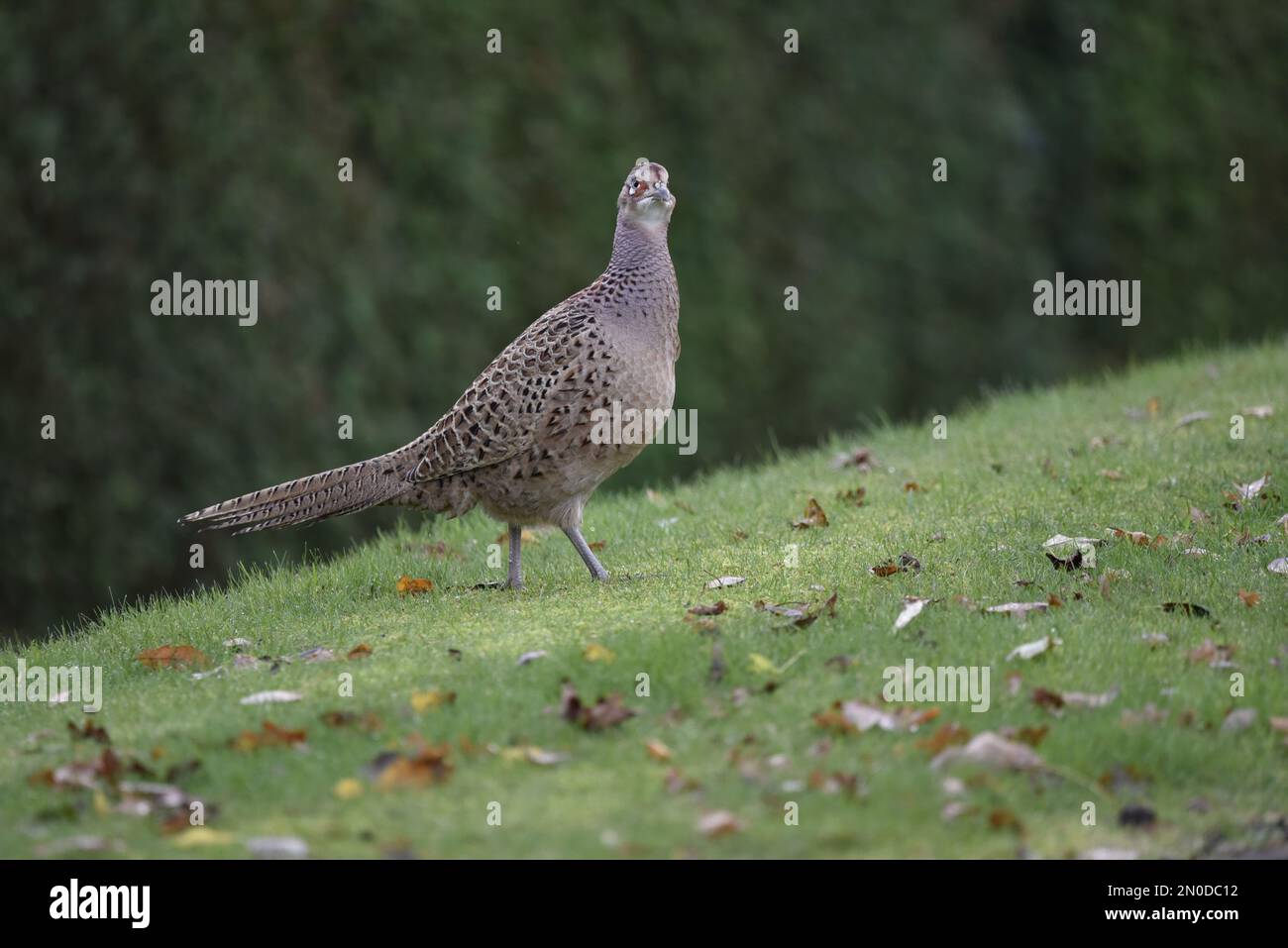Faisan commun femelle (Phasianus colchicus) debout sur la pente de Grassy avec la tête tournée à la caméra et le cou étiré, contre un fond de couverture vert Banque D'Images
