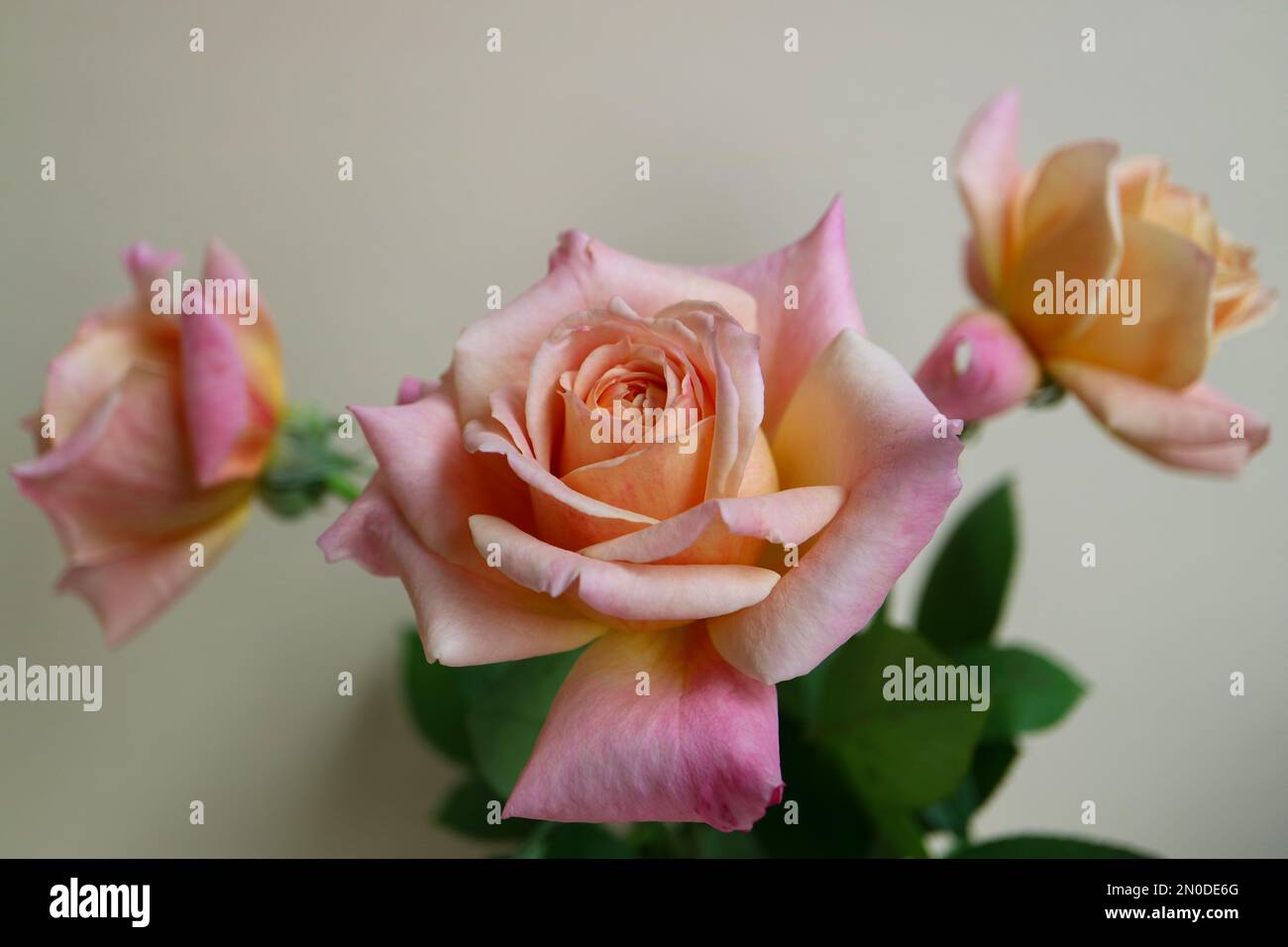 Rose aux pétales de rose beige et aux feuilles vertes, bouquet de rose colorée aux pétales délicats, macro à tête de rose, fleurs fleuries, beauté dans la nature, Banque D'Images