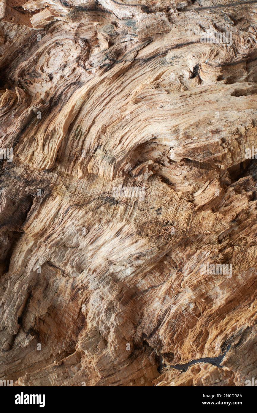 vieux bois abstrait, gros plan de l'écorce d'arbre avec surface inégale, plein cadre arrière-plan, papier peint naturel Banque D'Images