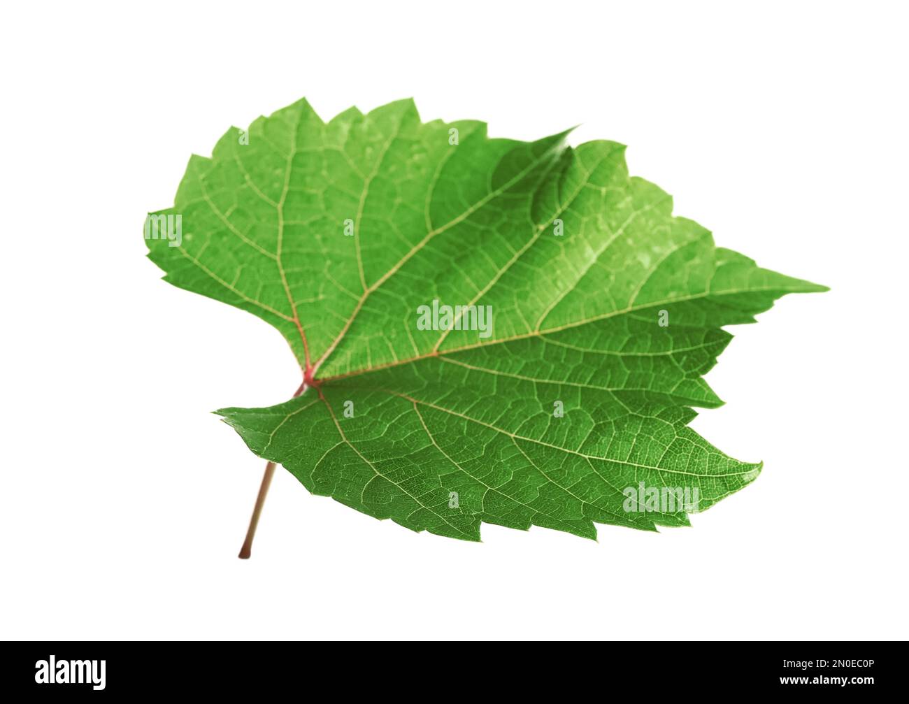Feuille verte fraîche isolée sur blanc. Machine à vendanger Banque D'Images Feuille verte fraîche isolée sur blanc. Machine à vendanger Banque D'Images