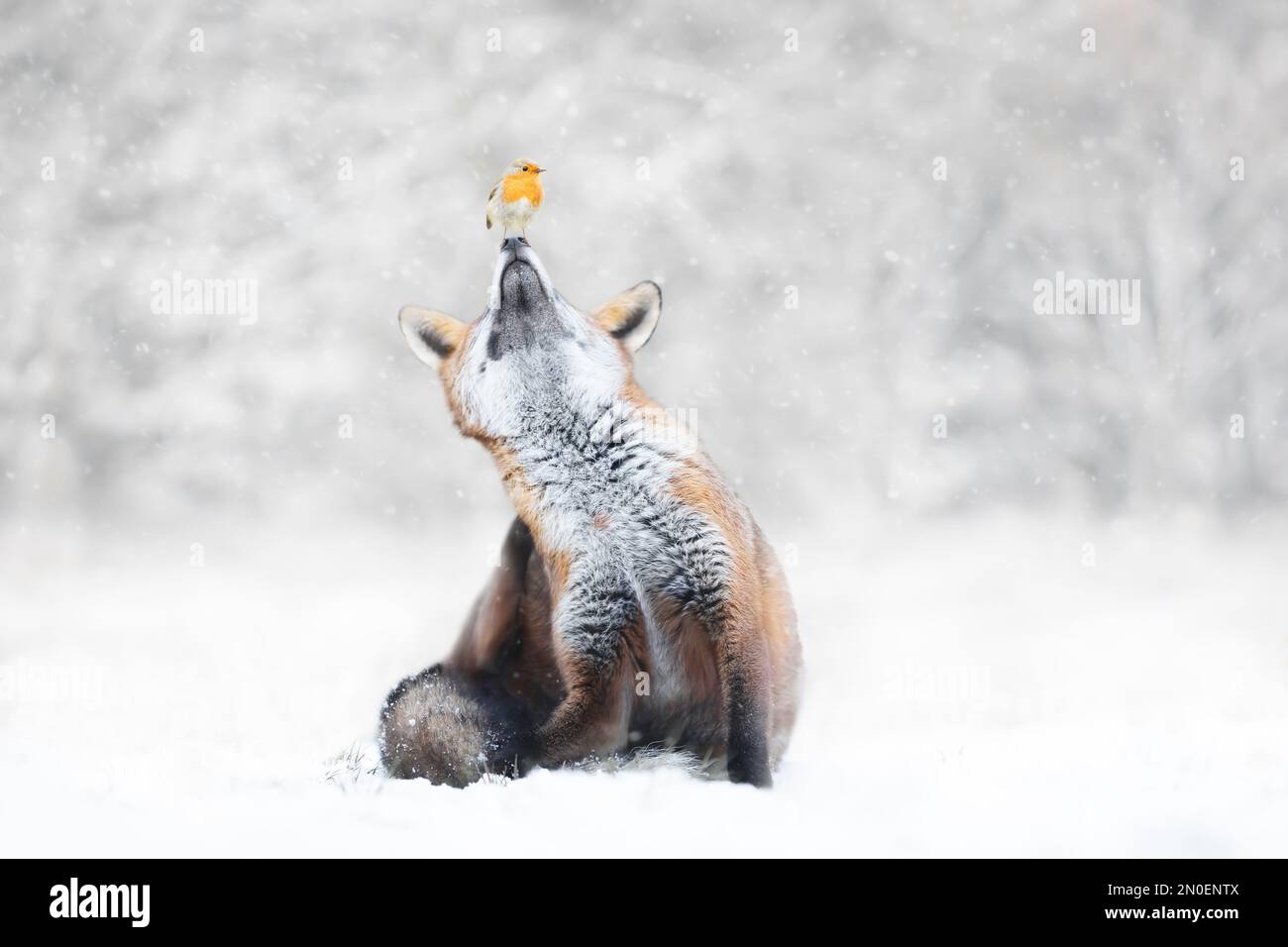 Gros plan d'un renard roux avec un Robin dans la neige qui tombe en hiver, au Royaume-Uni. Banque D'Images