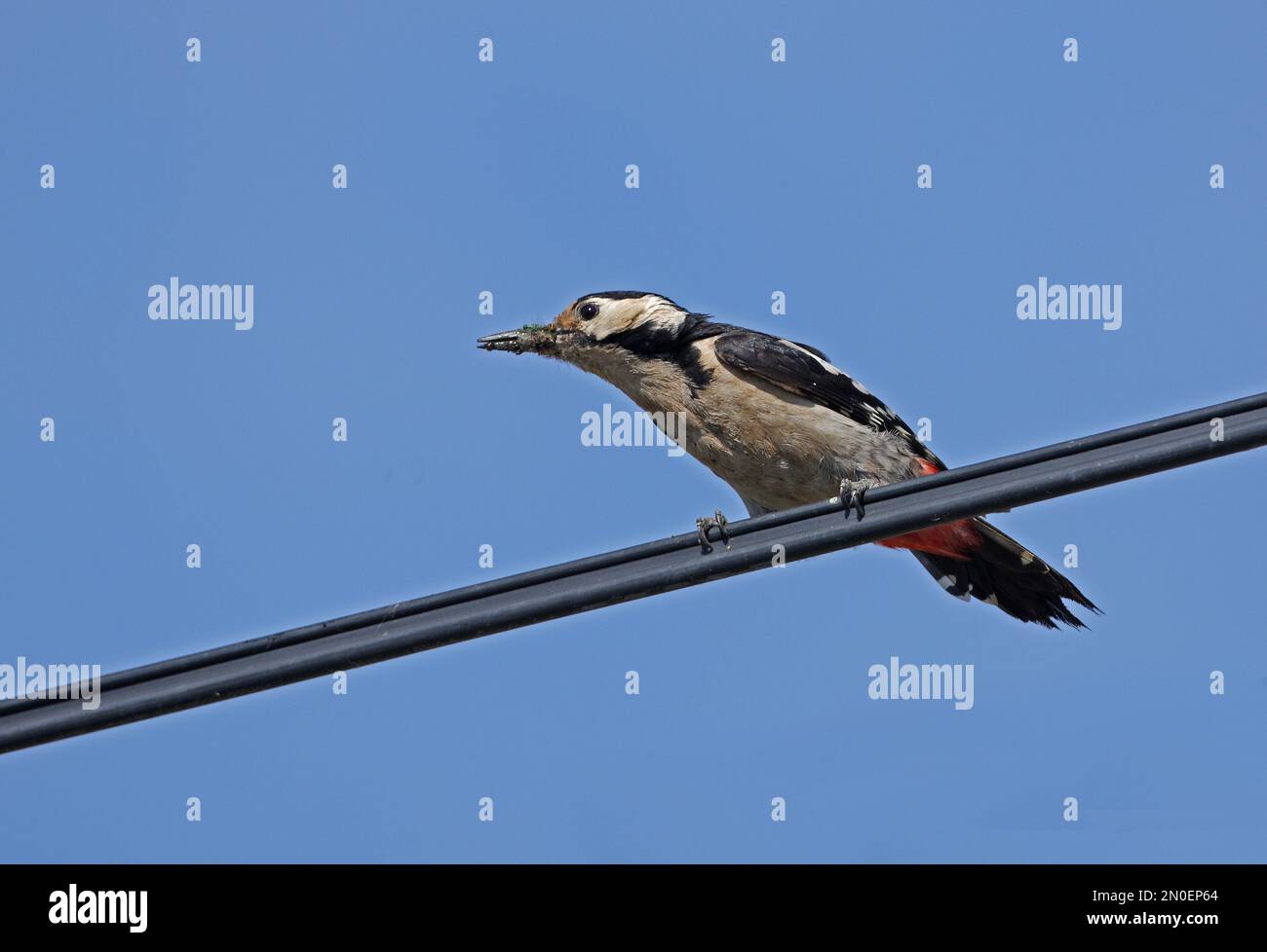 Pic syrien (Dendrocopus syriacus) femelle adulte perchée sur la ligne électrique avec de la nourriture dans le beak Hongrie Mai Banque D'Images