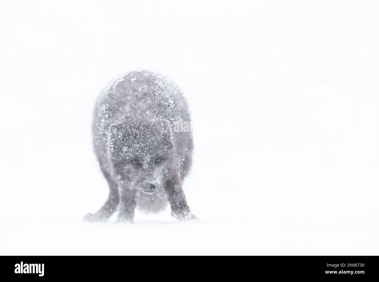 Close up d'un renard arctique dans la chute de neige, de l'Islande. Banque D'Images