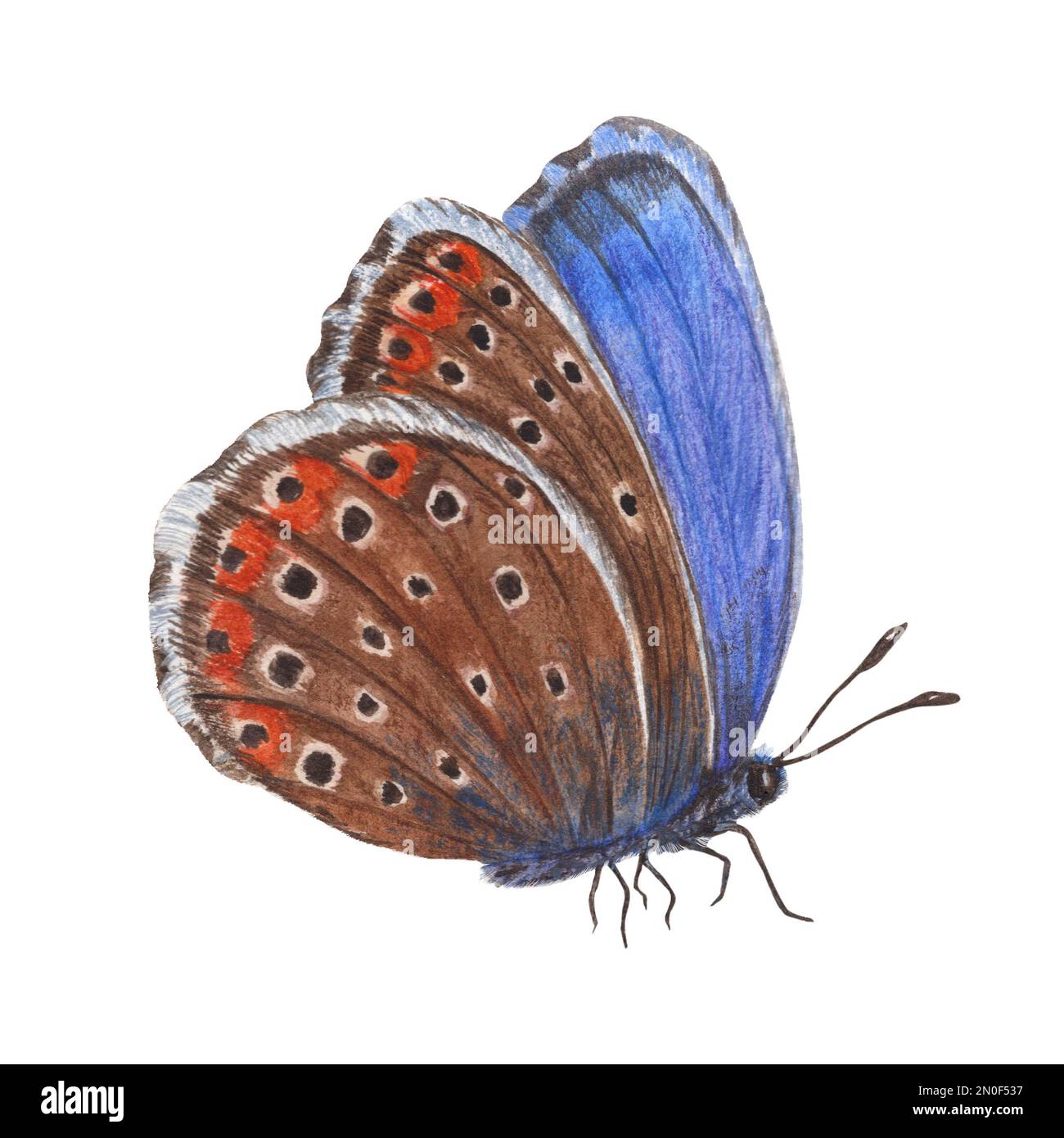 papillons en cuivre aquarelle isolés sur fond blanc. Idéal pour le papier peint, l'impression, le textile, la pépinière, la scrapbooking, invitation de mariage, bannière Banque D'Images