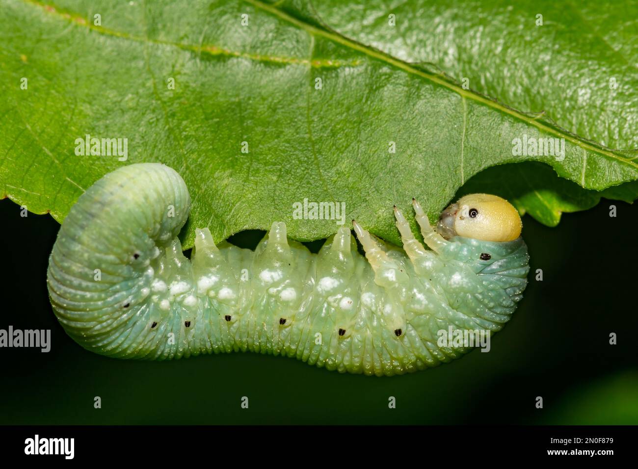 Elm Sawfly larve - Cimbex americanus Banque D'Images
