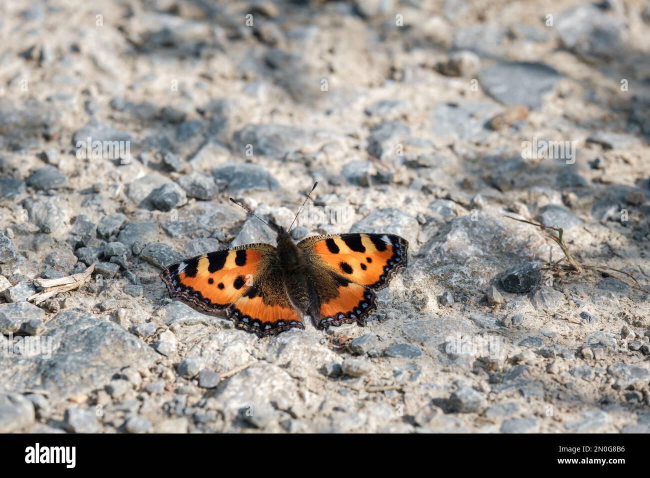 Papillon orange d'Aglais urticae assis sur un sol en pierre en Allemagne. Banque D'Images