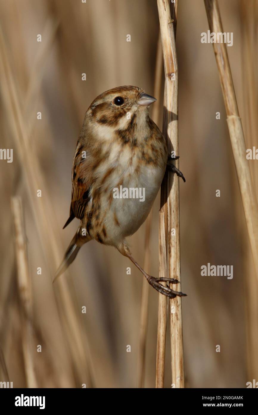 Une banderole à roseau, un petit oiseau se cachant dans les roseaux des terres humides à RSPB Lakenheath, dans le Norfolk, en Angleterre Banque D'Images