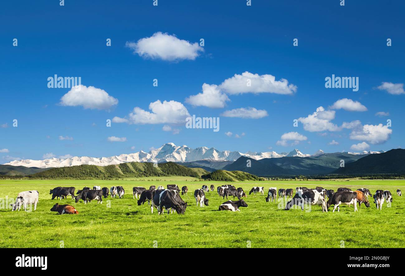 Paysage pastoral avec vaches en pâturage et montagnes enneigées Banque D'Images