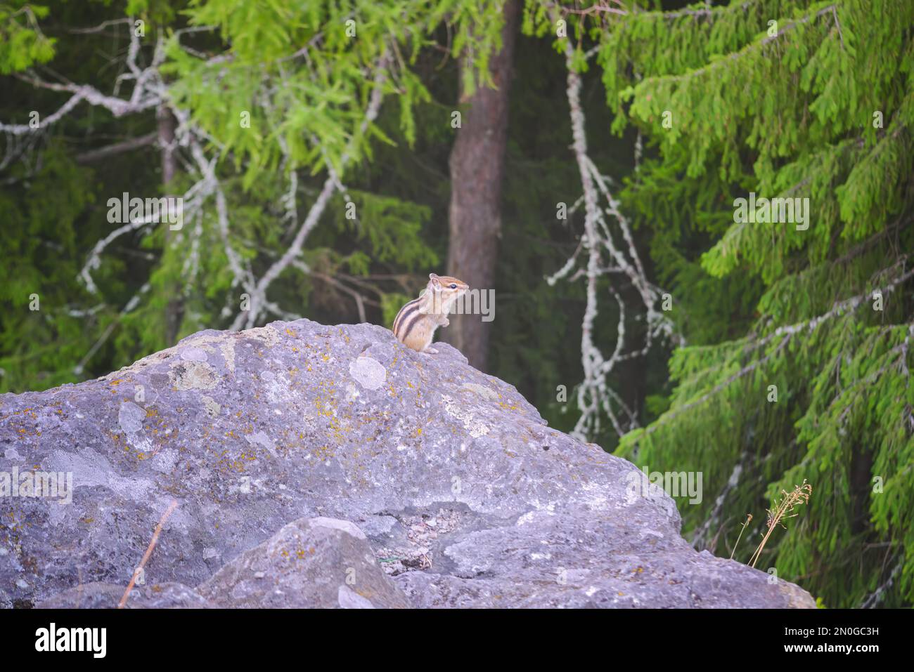 Chipmunk asiatique, ou Chipmunk sibérien lat. Eutamias sibiricus est un mammifère de la famille des rongeurs de la famille des écureuils. Banque D'Images