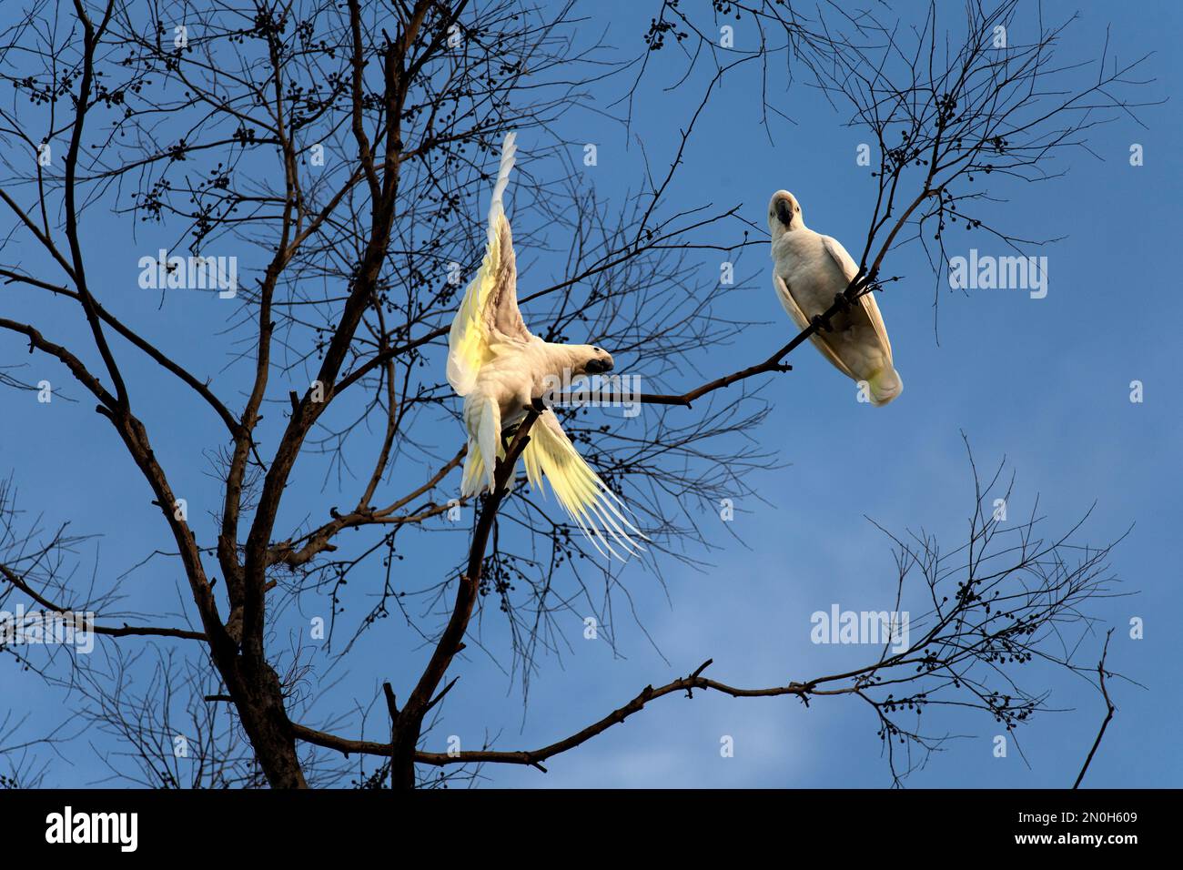 Une paire de Cockatoos à Crescent (Cacatua galerita) perçant sur la branche d'un arbre à Sydney, Nouvelle-Galles du Sud, Australie (photo de Tara Chand Malhotra) Banque D'Images