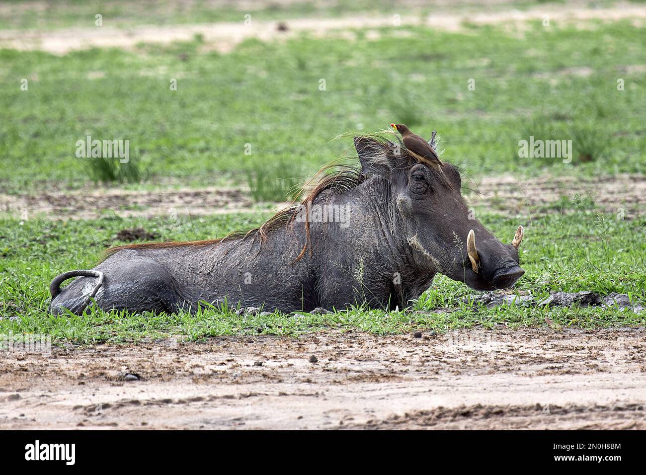 Styles de becs rouges de bœuf poils de warthdog - amitié inhabituelle dans le monde animal en Tanzanie Banque D'Images Styles de becs rouges de bœuf poils de warthdog - amitié inhabituelle dans le monde animal en Tanzanie Banque D'Images