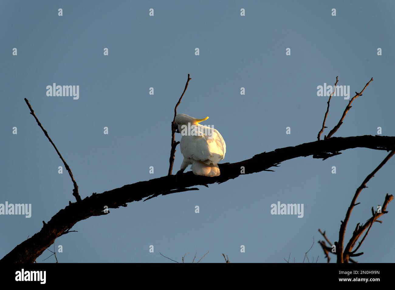 Cockatoo à crête de soufre (Cacatua galerita) perçant sur la branche d'un arbre à Sydney, Nouvelle-Galles du Sud, Australie (photo de Tara Chand Malhotra) Banque D'Images