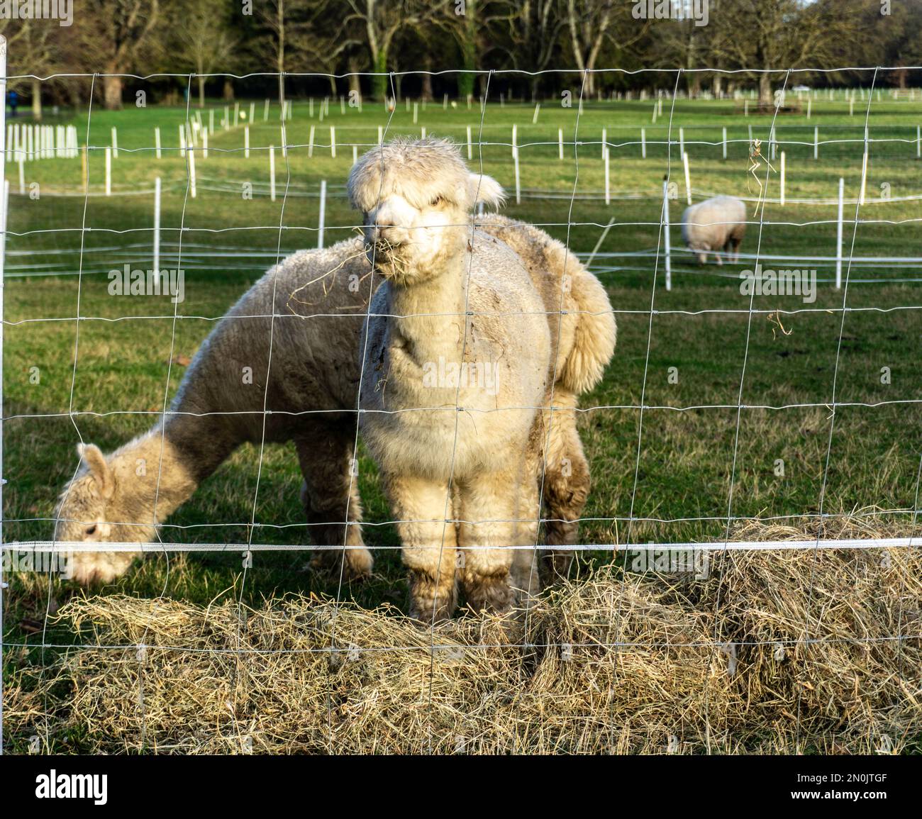 Un groupe d'animaux alpaga, les nouvelles arrivées dans le domaine de Farmleigh à Dublin, Irlande. Banque D'Images