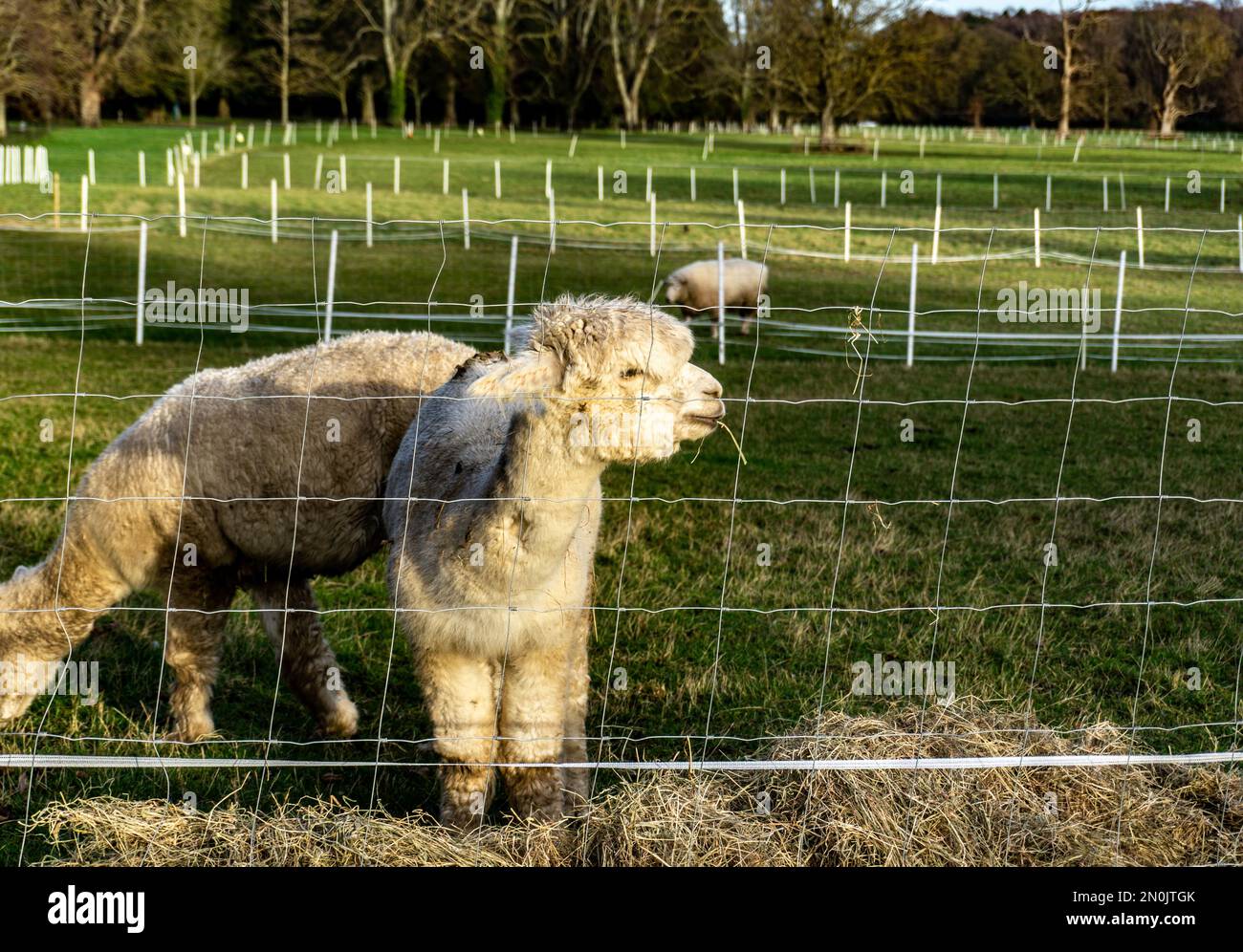 Un groupe d'animaux alpaga, les nouvelles arrivées dans le domaine de Farmleigh à Dublin, Irlande. Banque D'Images