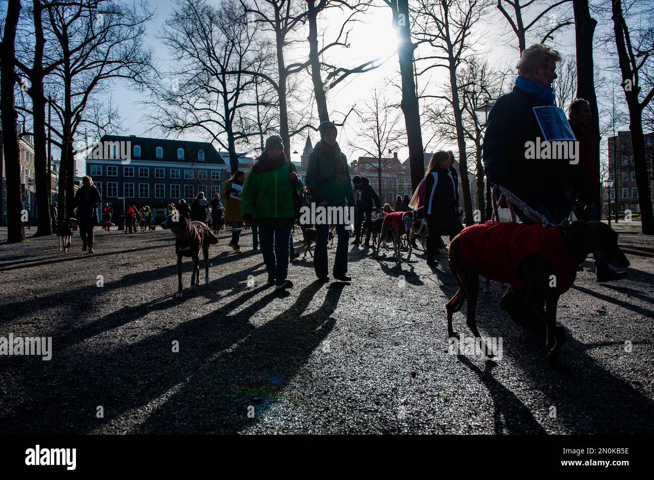 Environ une centaine de personnes sont vues marcher avec leurs chiens pendant la démonstration. L'organisation espagnole 'No A la Caza' (NAC) a organisé plusieurs manifestations autour de l'Europe. Aux pays-Bas, la « plate-forme Galgo Podenco », une alliance entre des partenaires qui représentent les intérêts des galgos et des podencos à tous points de vue, a appelé à une manifestation à la Haye pour exprimer leur soutien des pays-Bas à toutes les organisations qui luttent en Espagne contre la souffrance persistante des lévriers, Et de prendre position contre l'exclusion des chiens de chasse de la loi espagnole sur le bien-être animal. Chaque année, après Banque D'Images