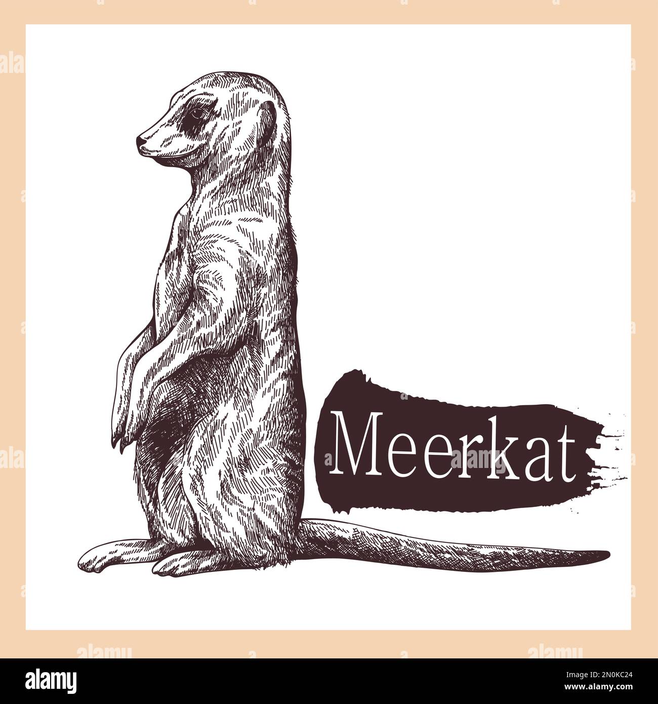 Style d'esquisse dessiné à la main Meerkat isolé sur fond blanc. Illustration vectorielle. Illustration de Vecteur