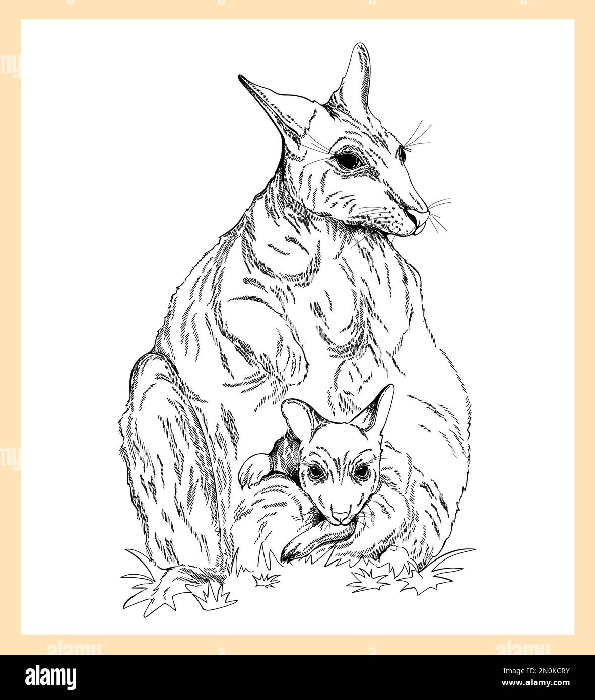 Kangaroo isolé sur fond blanc. Illustration vectorielle. Illustration de Vecteur
